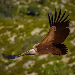 Buitre leonado surca los cielos de la Serra de Boumort, majestuoso y libre.