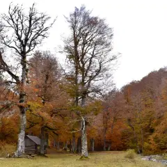 Un pequeño refugio de madera se esconde en un **bosque de gamueta** otoñal, con árboles de ramas desnudas y hojas en tonos ocres y rojizos.