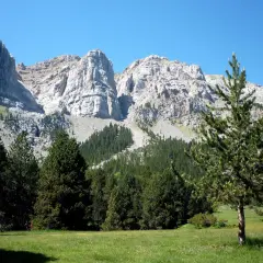 Prat de Cadi, un prado verde con pinos y majestuosas montañas rocosas de fondo bajo un cielo azul claro.