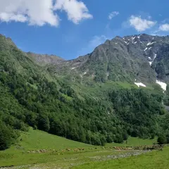 Un paisaje montañoso verde con vacas pastando en la **artiga de Lin**. El cielo azul tiene nubes blancas.