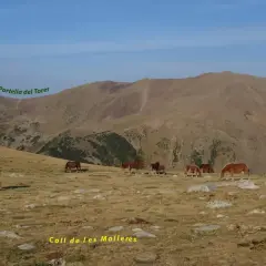 Caballos pastando en un prado rocoso con montañas al fondo, incluyendo el Bony del Manyer. Los **puig pedros** se alzan majestuosos.