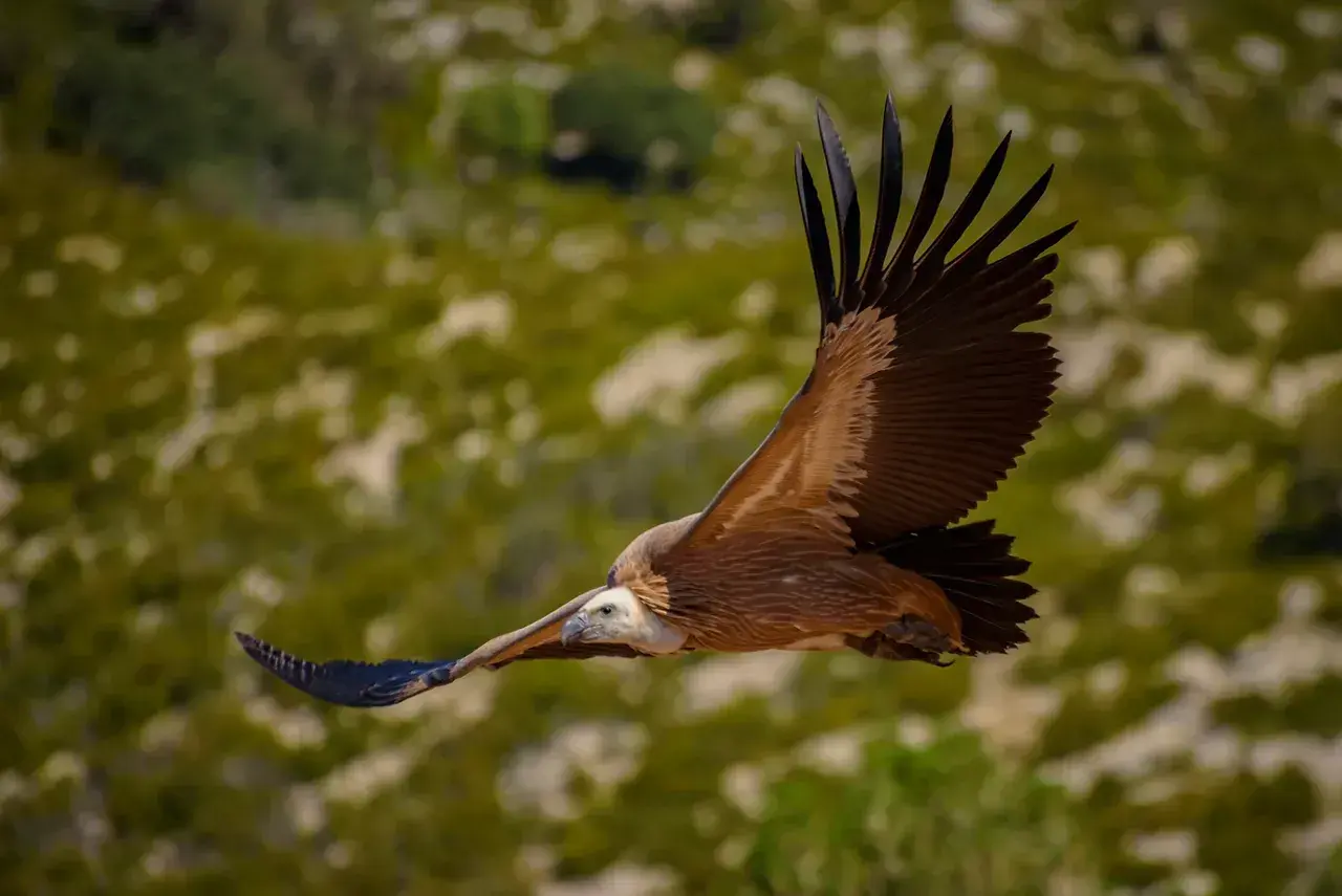 Buitre leonado surca los cielos de la Serra de Boumort, majestuoso y libre.