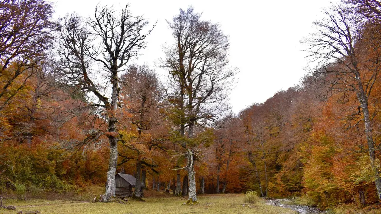 Un pequeño refugio de madera se esconde en un **bosque de gamueta** otoñal, con árboles de ramas desnudas y hojas en tonos ocres y rojizos.