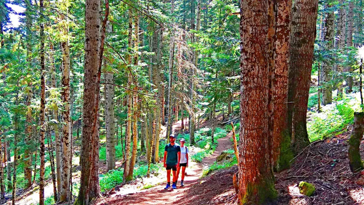 Pareja paseando por el **bosc del gerdar**, un sendero rodeado de altos árboles y vegetación frondosa.