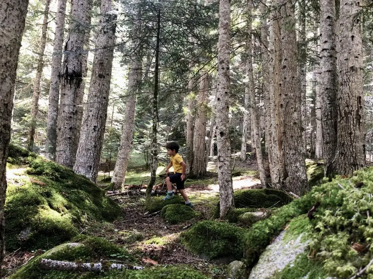 Niño explora el bosc del gerdar, rodeado de árboles altos y rocas cubiertas de musgo verde.