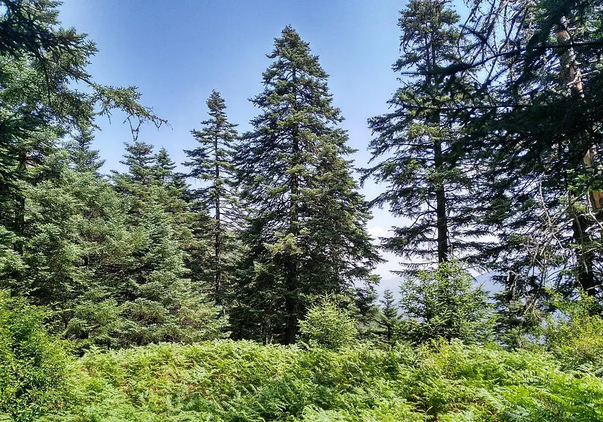 Bosque frondoso de pinos y helechos en la sierra bermeja, bajo un cielo azul despejado.