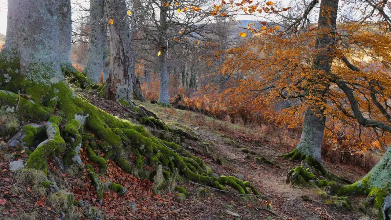 Raíces cubiertas de musgo verde emergen en un bosque de gamueta otoñal, con hojas doradas y marrones cubriendo el suelo.